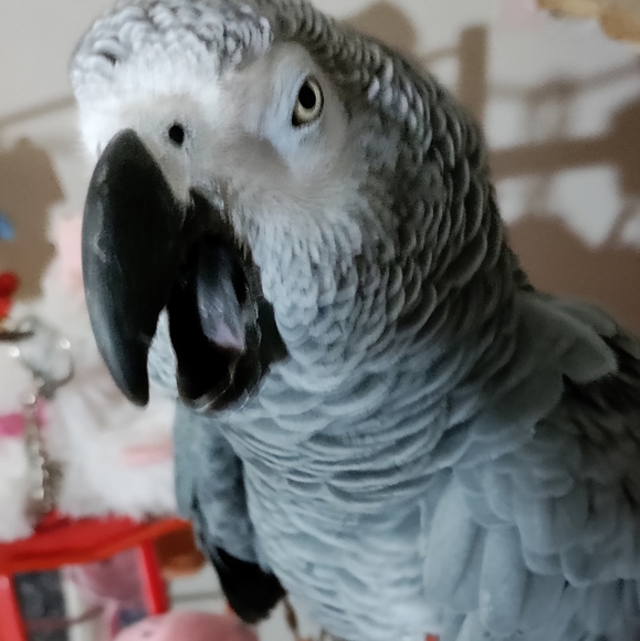 Meet your Poshers, Jan, Girly, Snowy, Calypso, and Sam. - Picture 3 of 4